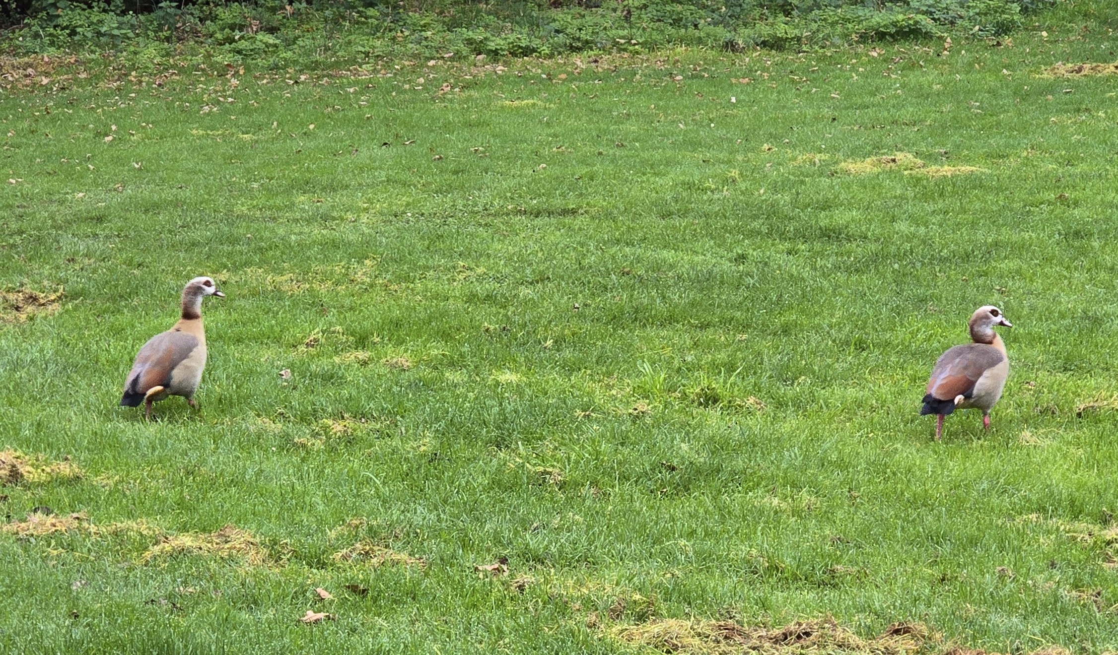 Photo of two Ducks waddling to their end of December 2025 goals, asking what are your goals this week? Photo taken by Baldi, A.K.A Amonn AL-Mahrouq.