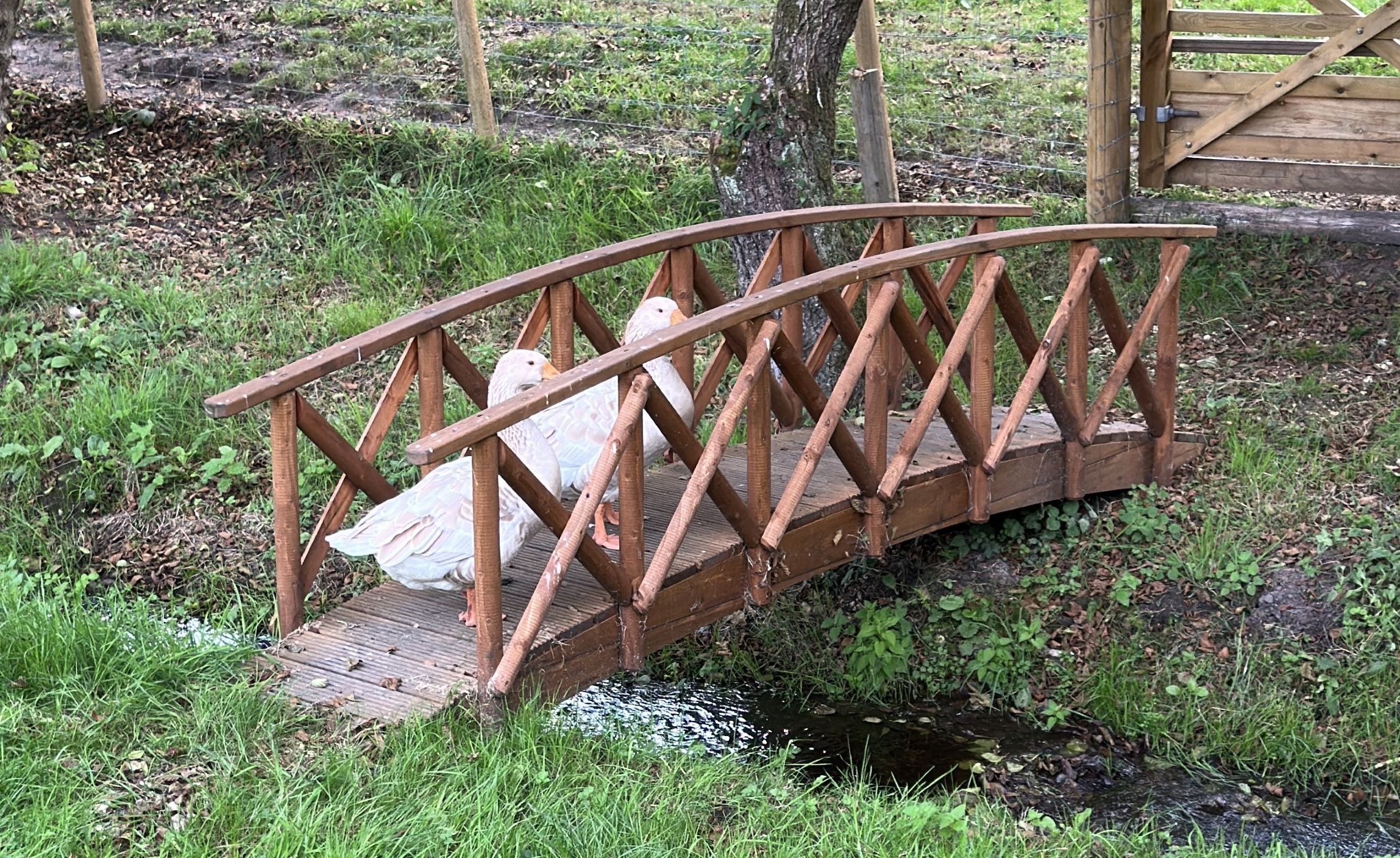 A photo of two Geese crossing a Bridge signifying them starting and reaching their goals.