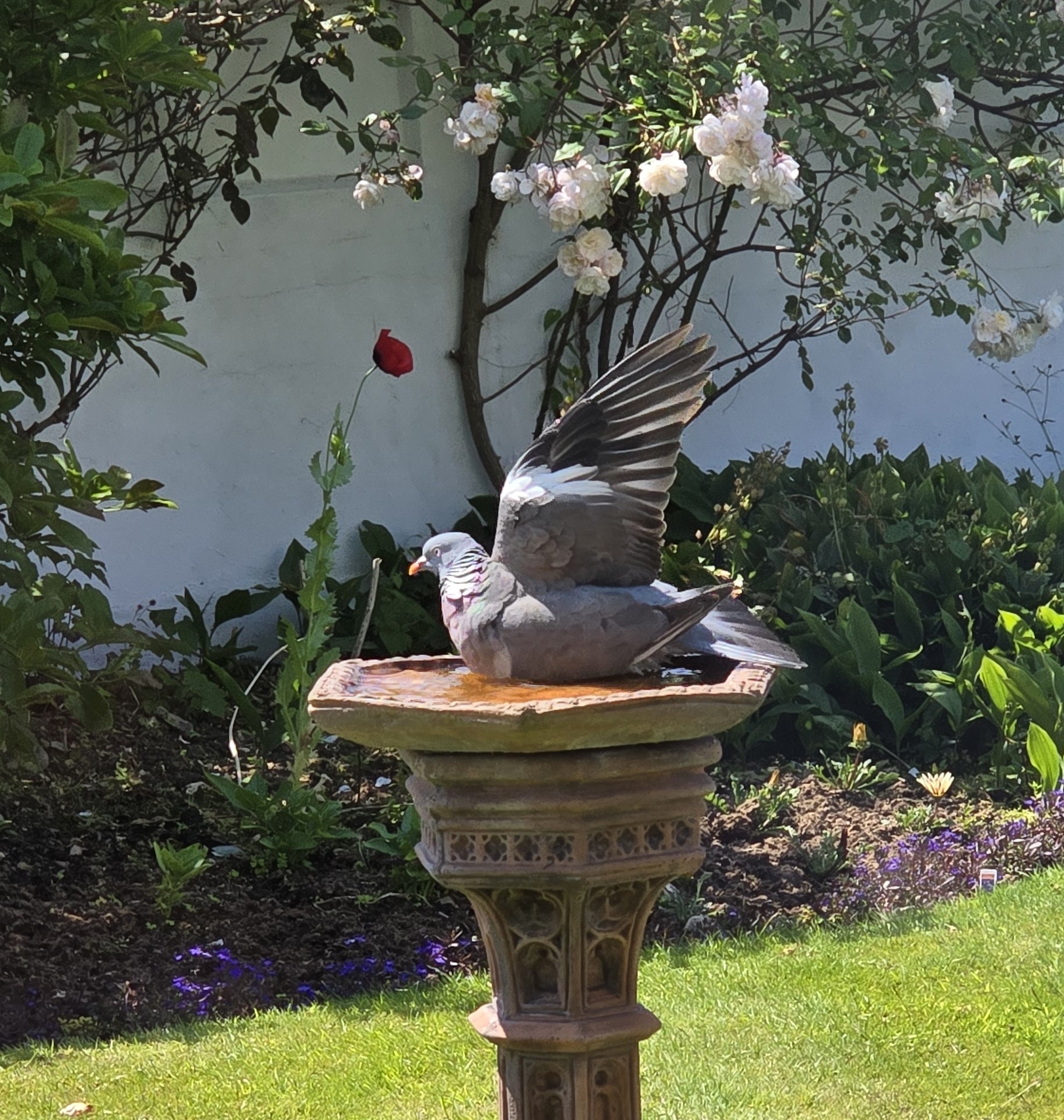 Photo of a Bird, in a Bird Bath just before take off, or landing asking where have these last few weeks flown to? Photo taken by Baldi, A.K.A Amonn AL-Mahrouq.