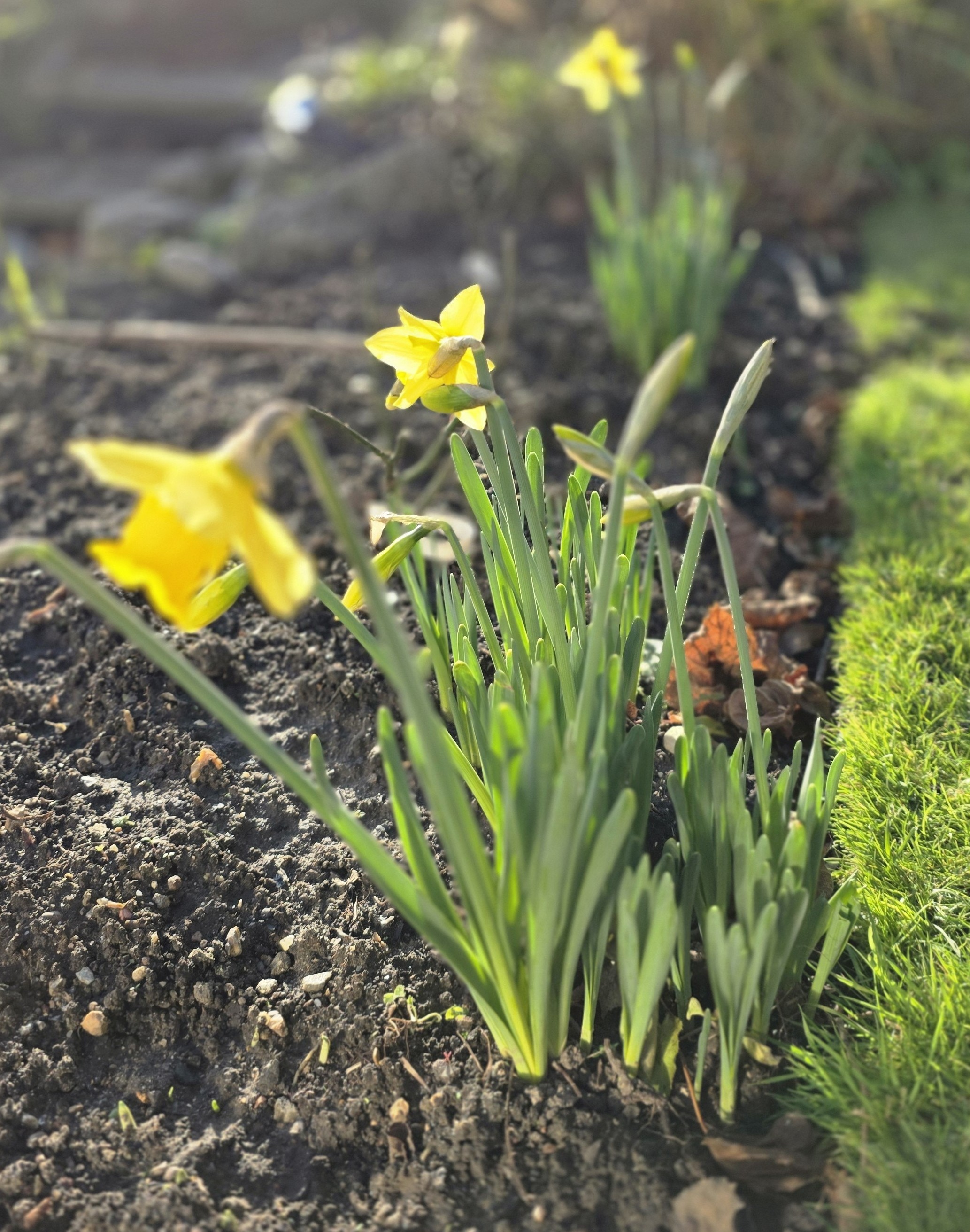 Photo of some early daffodils taken towards the ned of December 2025 by Baldi, A.K.A Amonn AL-Mahrouq.