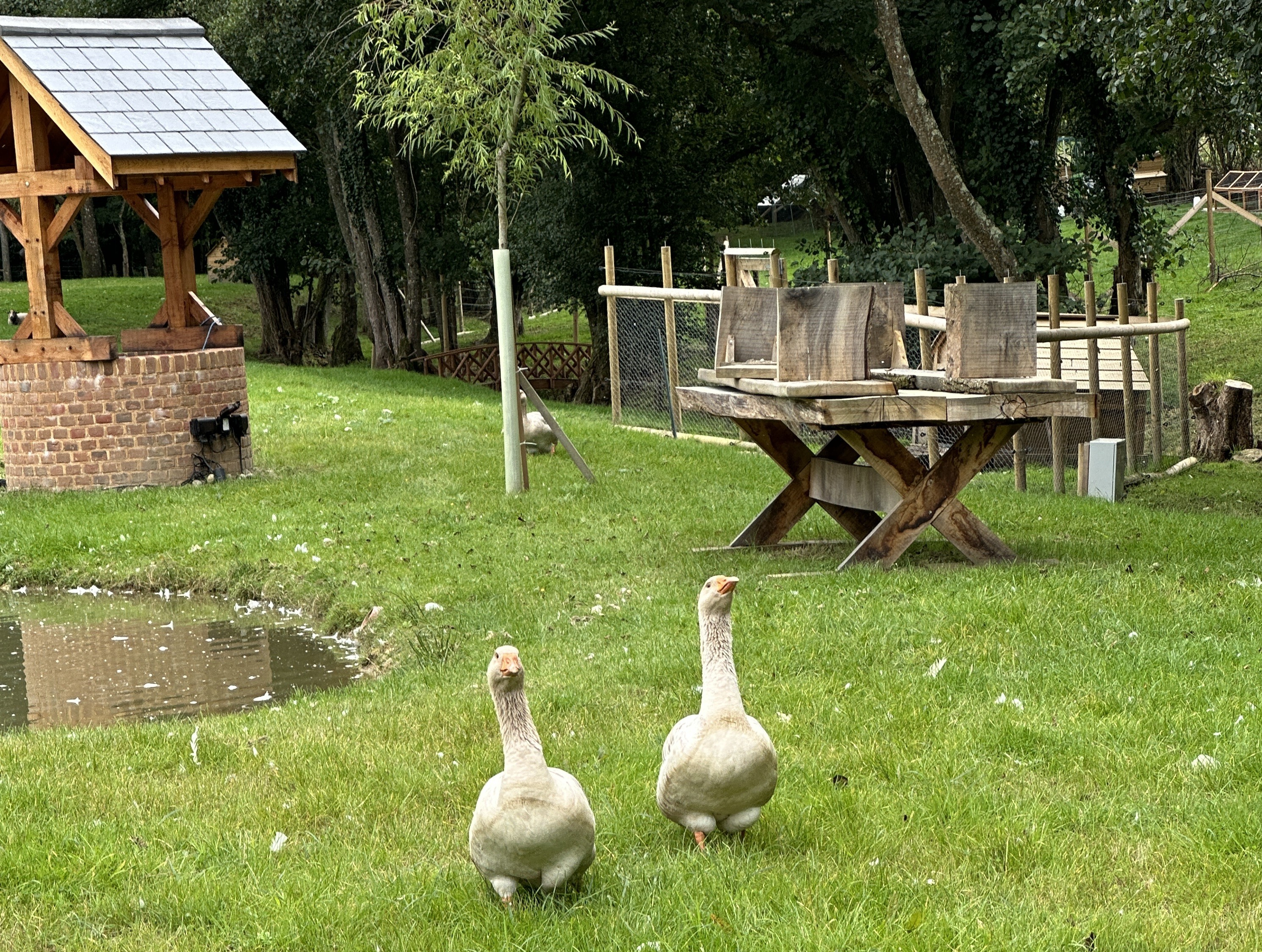 Photo of two Geese walking towards their weekly Goals asking, what have you planned to achieve? Photo taken by Baldi, A.K.A Amonn AL-Mahrouq Home on the Web: All Wired Up in November 2025.