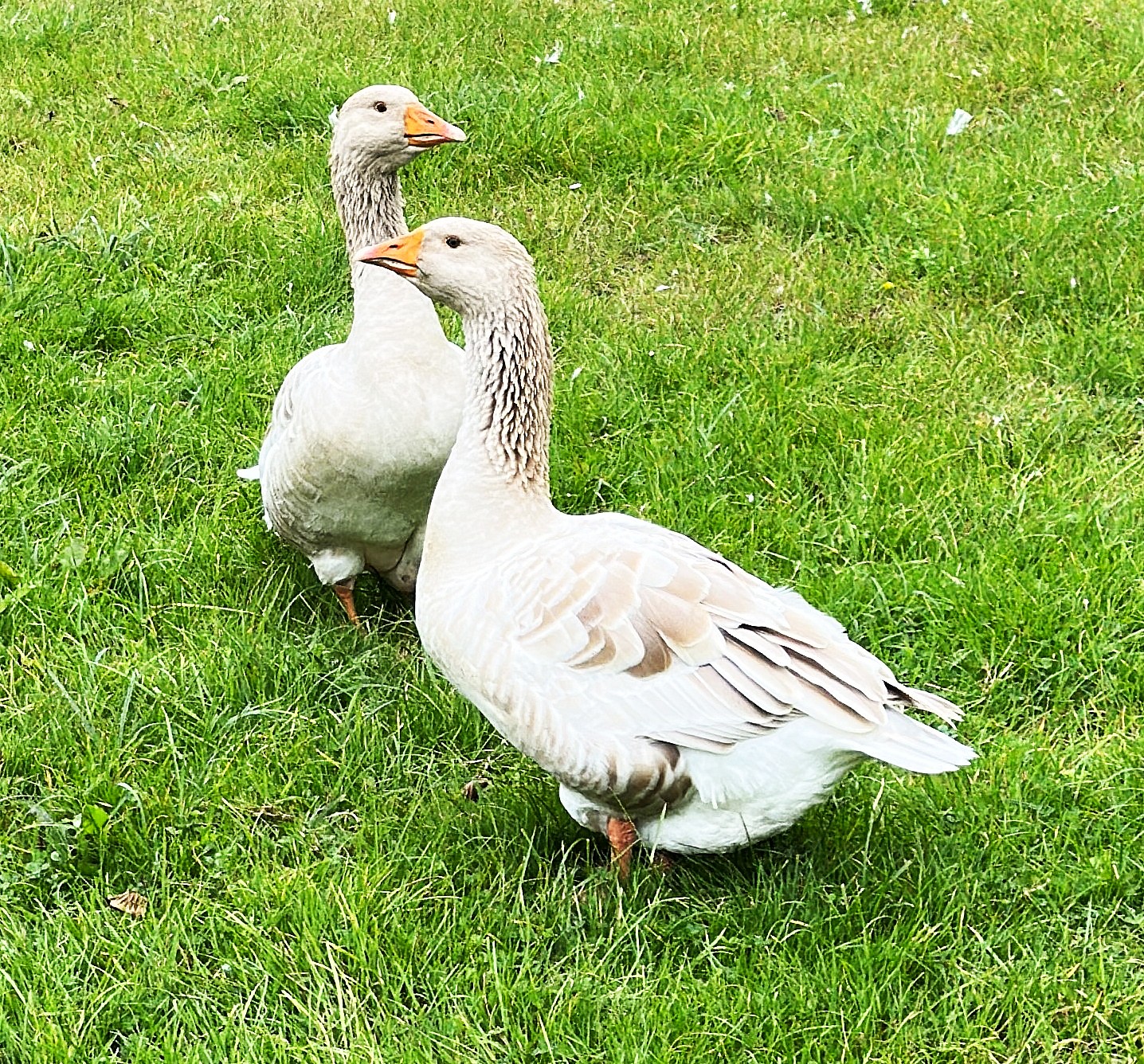 Two Ducks looking at each other, pointing in opposite directions asking what are your this week's goals?