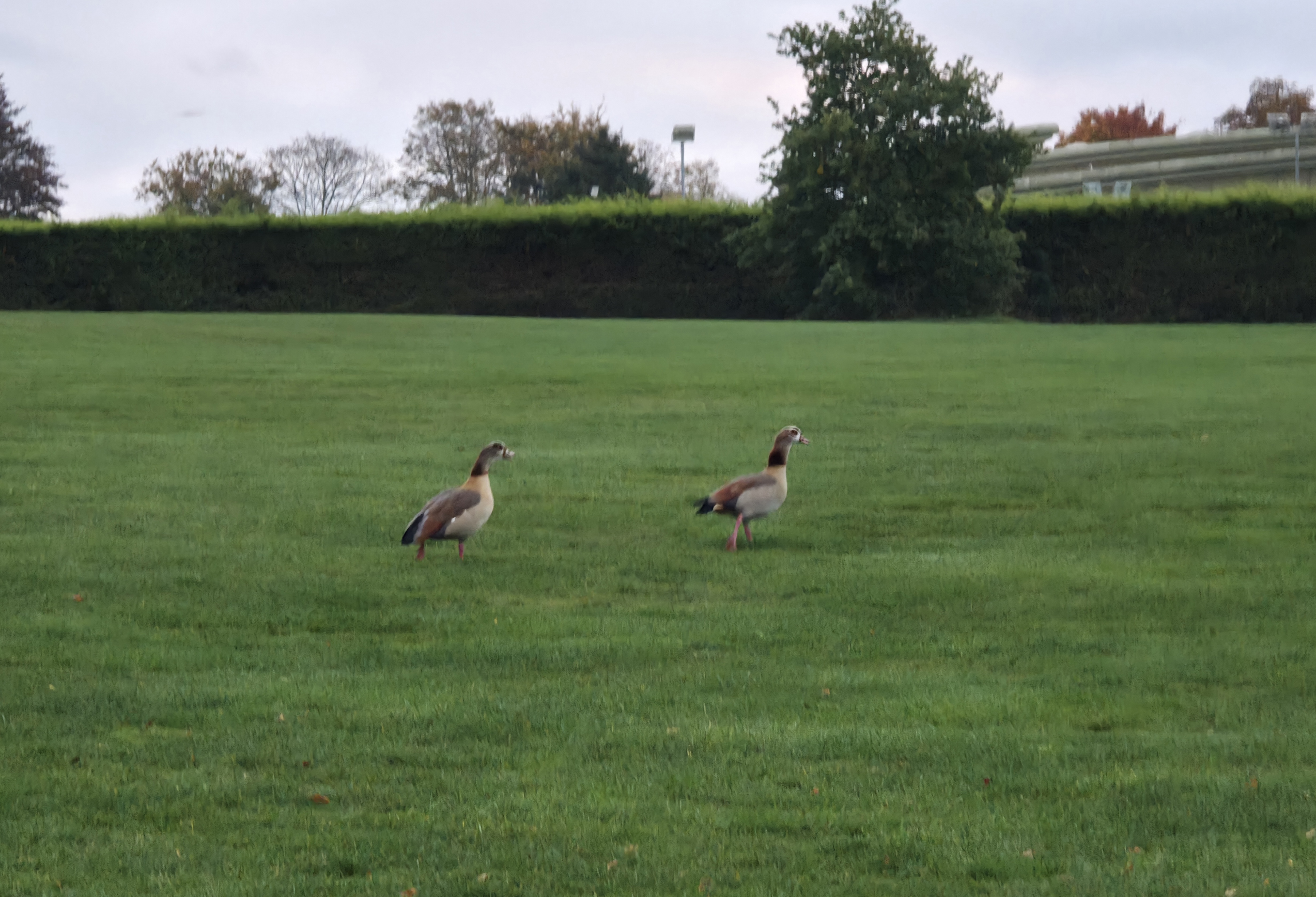 A photo of 2 animals marching forwards asking what goals have you set yourself this week>?