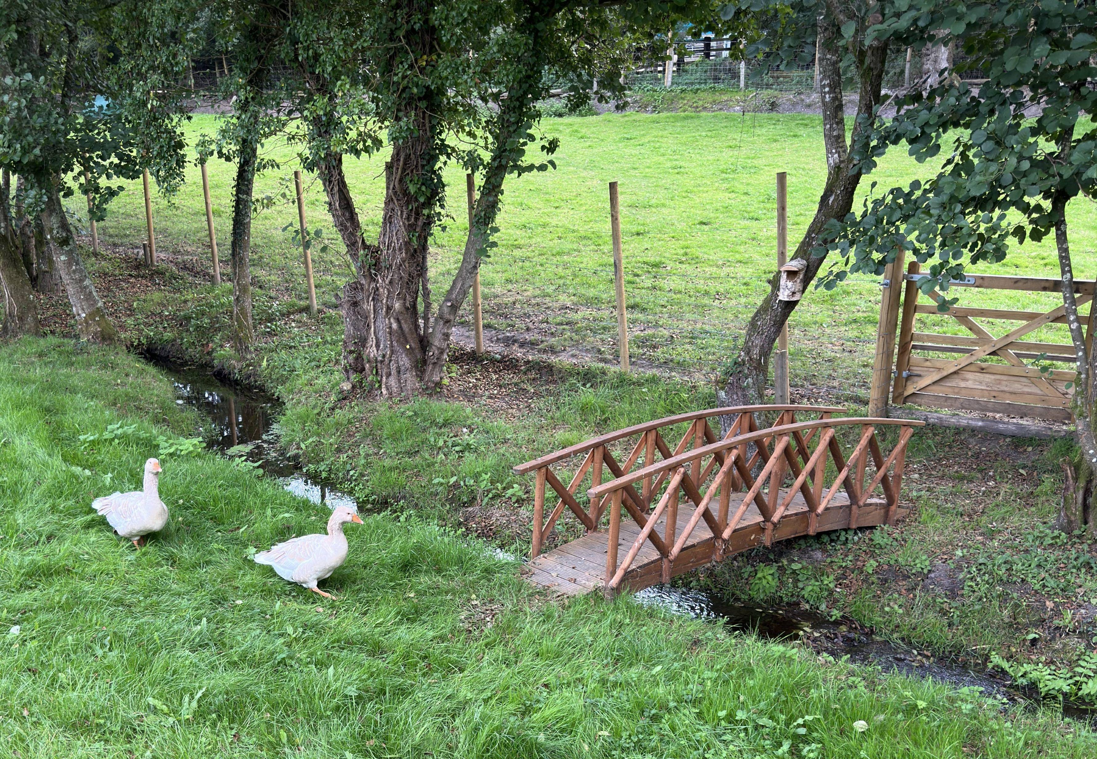 Photo of 2 friendly animals progressing towards their goal, asking, what are your goals this coming week>? Photo taken by Baldi, A.K.A Amonn AL-Mahrouq at Guildford Spectrum Ice Rink.