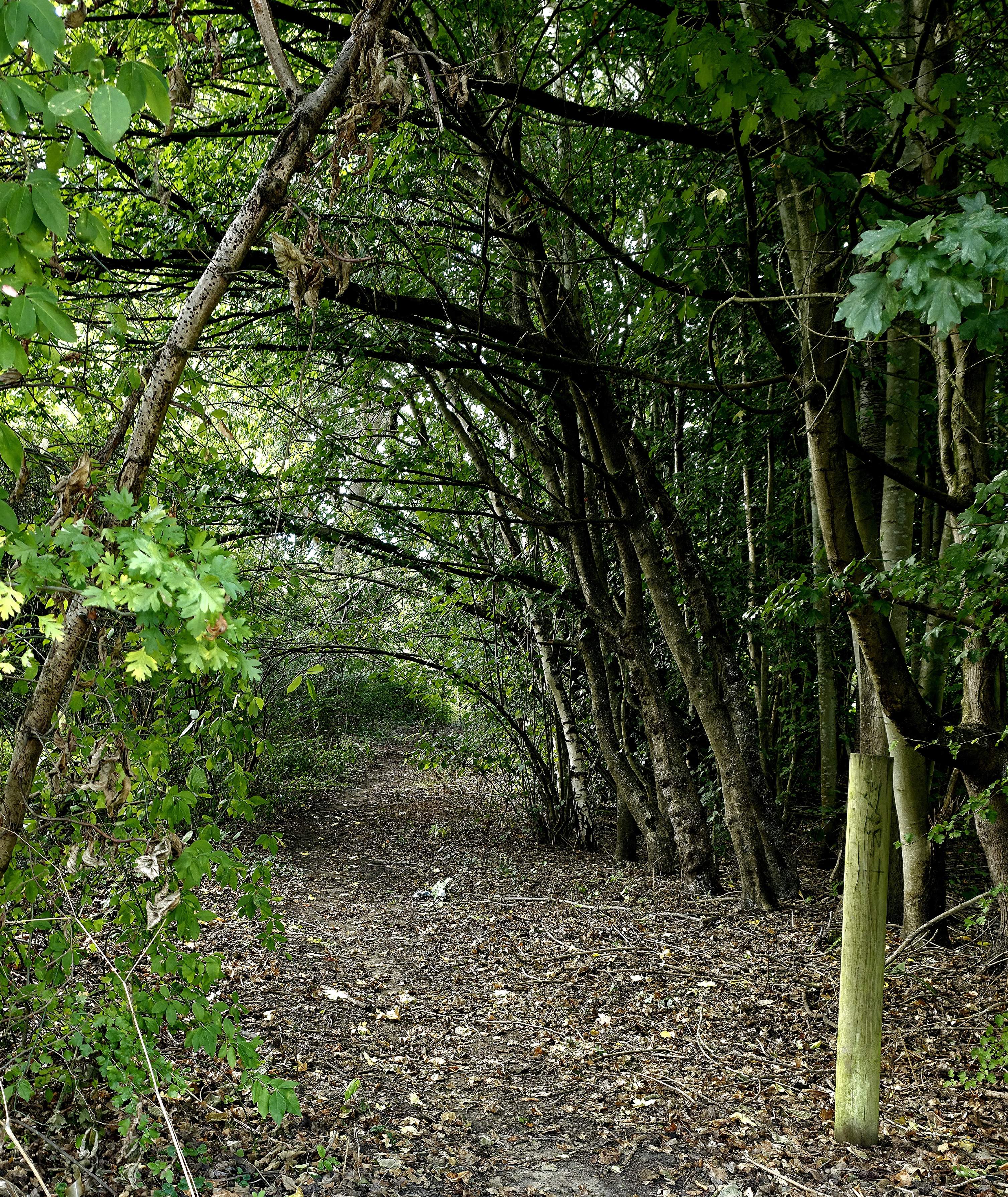 Photo of a path covered by trees in Wild Wood, Guildford, Surrey, United Kingdom signifying Baldi, A.K.A Amonn AL-Mahrouq progressing towards his goals, photo taken by Amonn AL-Mahrouq