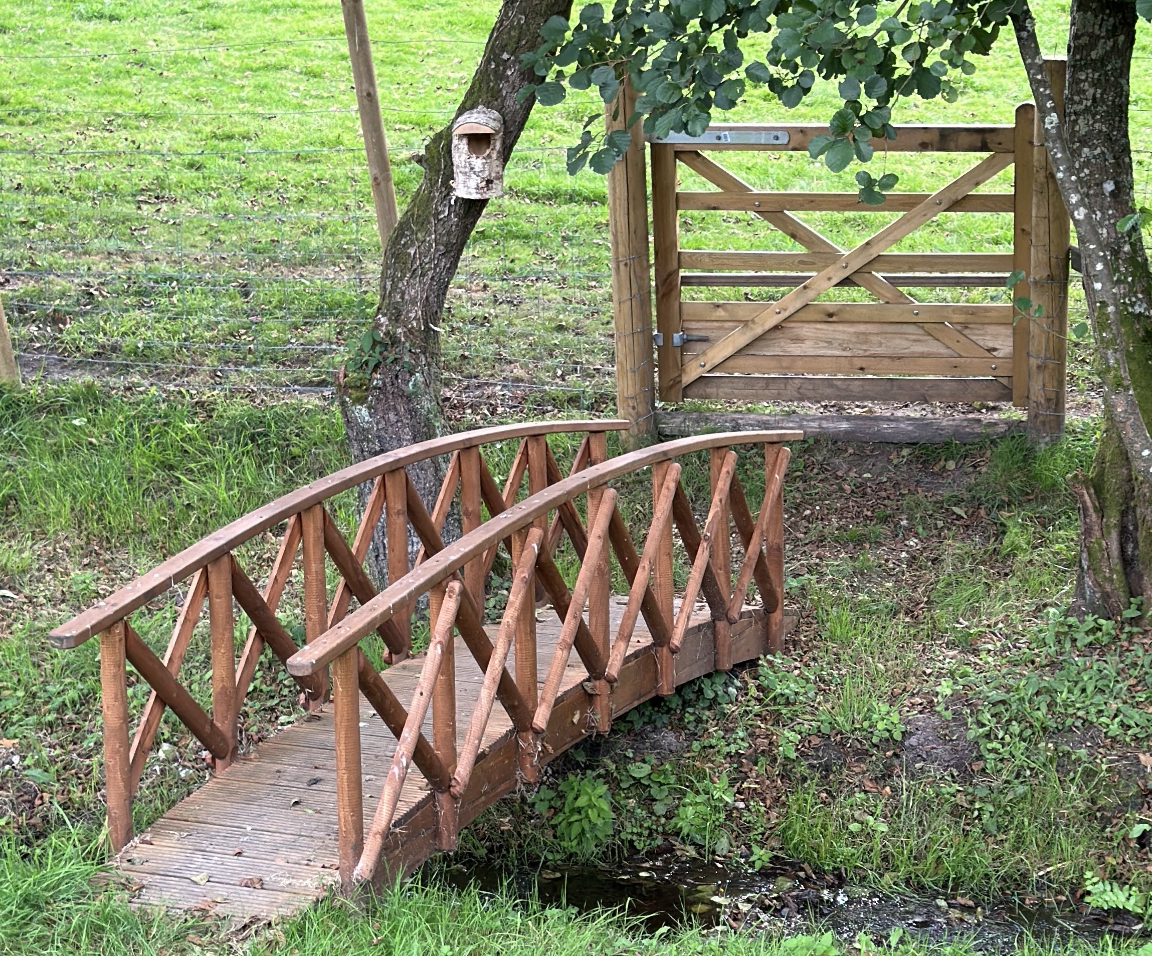 A photo of a bridge over grassland and a stream asking, where are you headed this week? Photo taken in November, 2025, by Baldi, A.K.A Amonn AL-Mahrouq