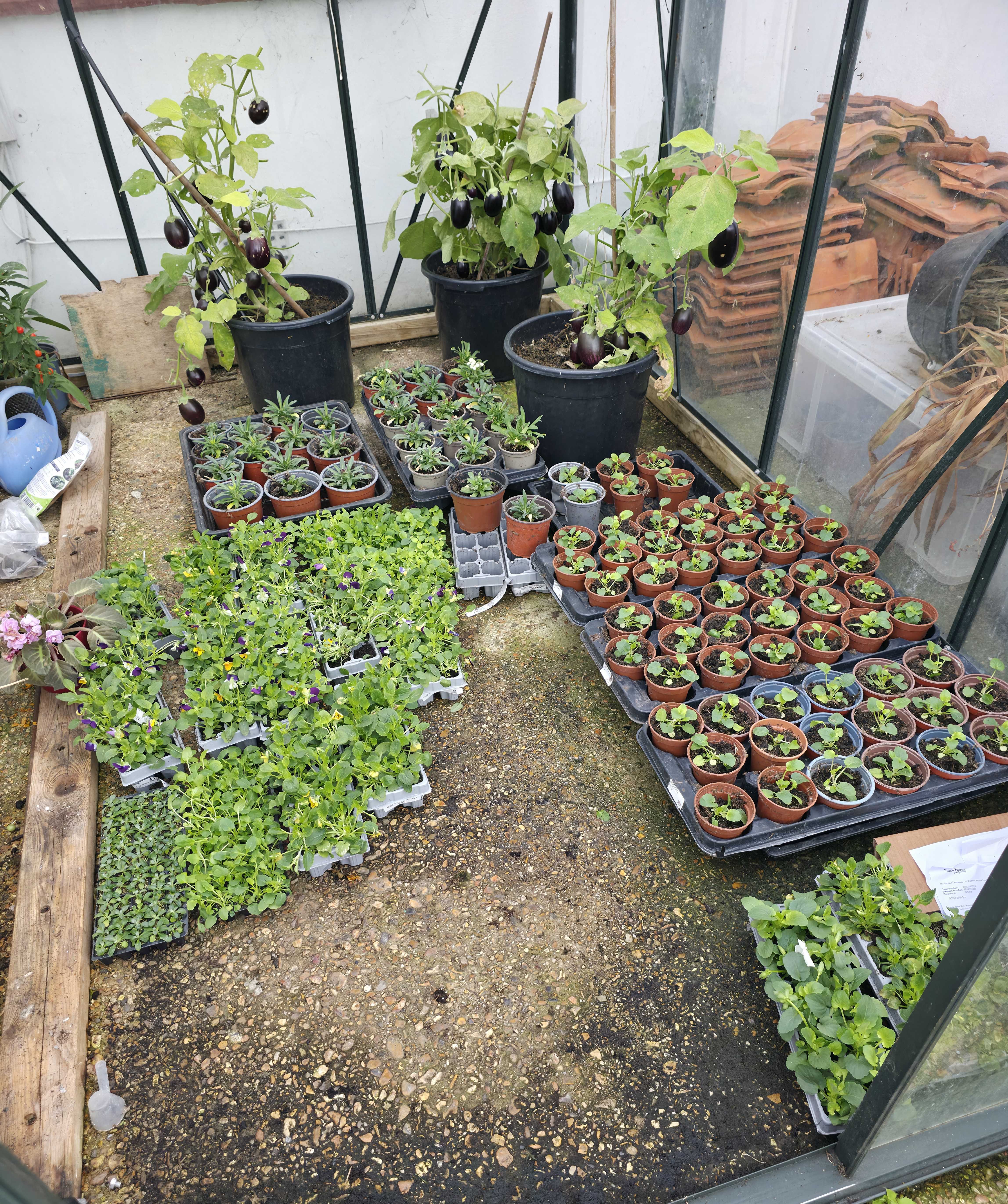 A photo of small plants being grown in a Green House, asking what are your goals for September 2025?.