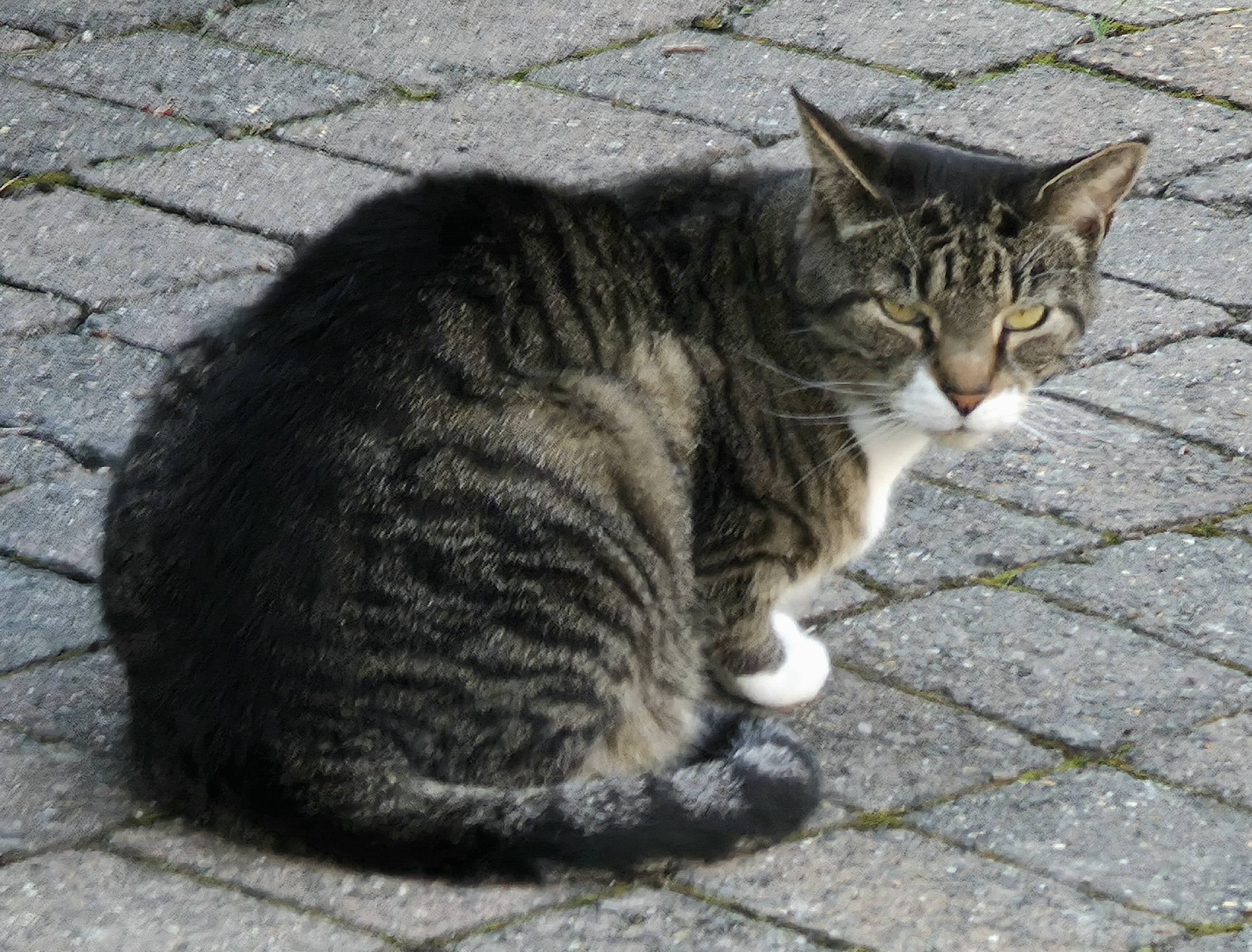 A photo showing a friendly Cat in Guildford, Surry, United Kingdom. Photo taken during September 2025