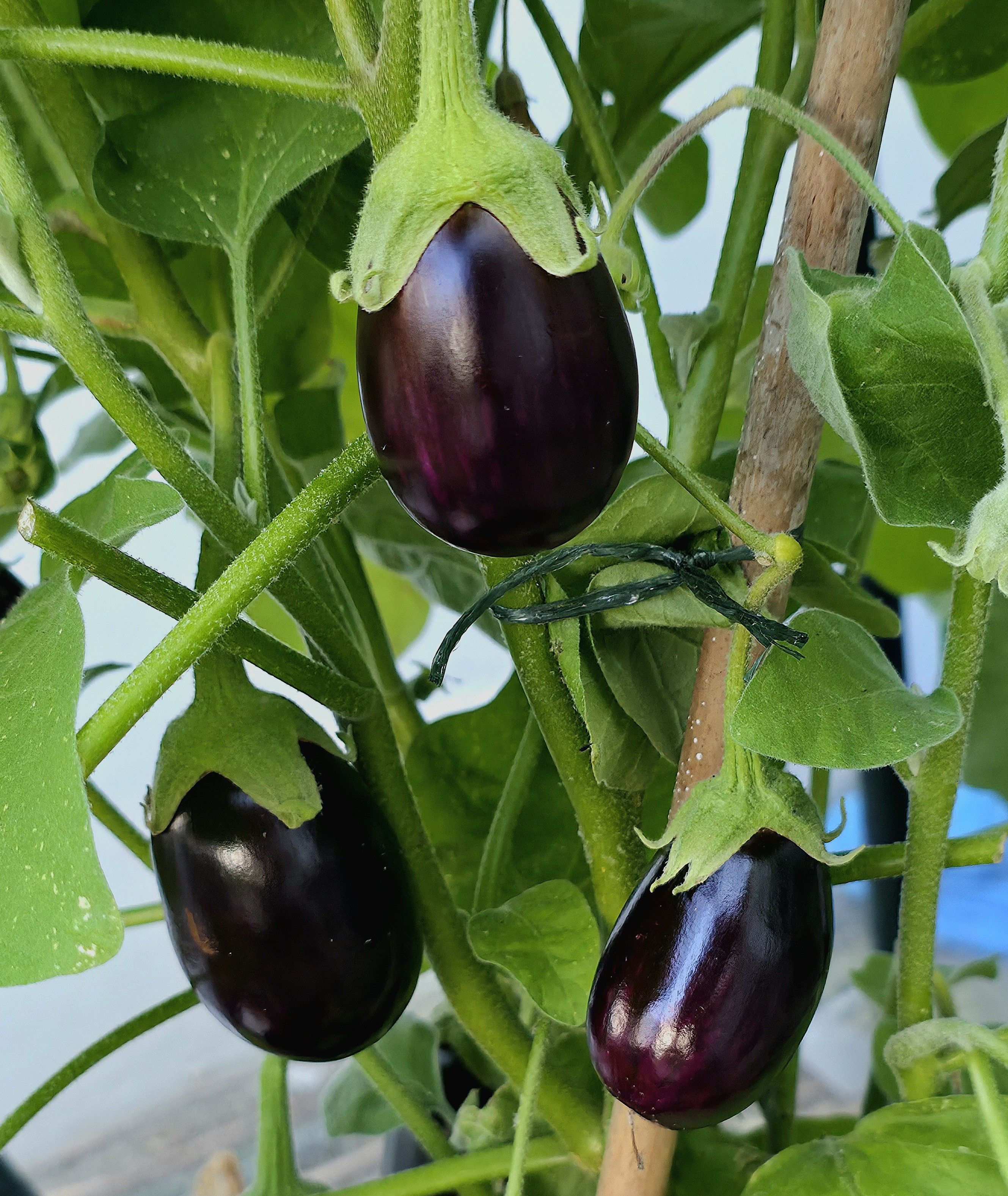 Home grown aubergines in August 2025