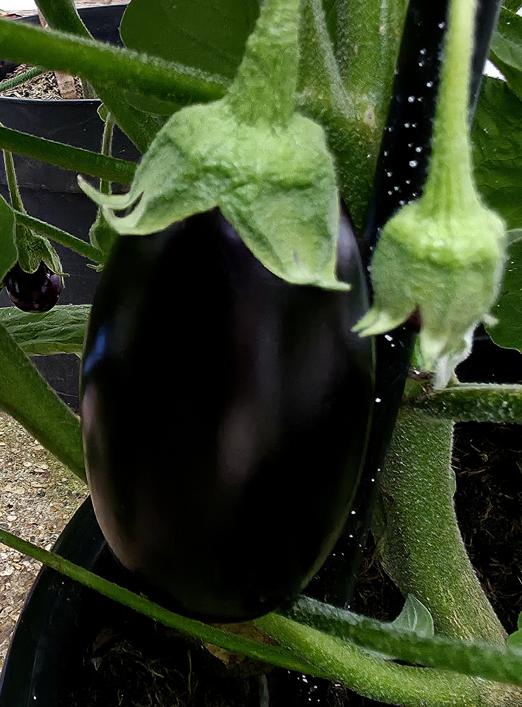 Photo of home grown Aubergines.