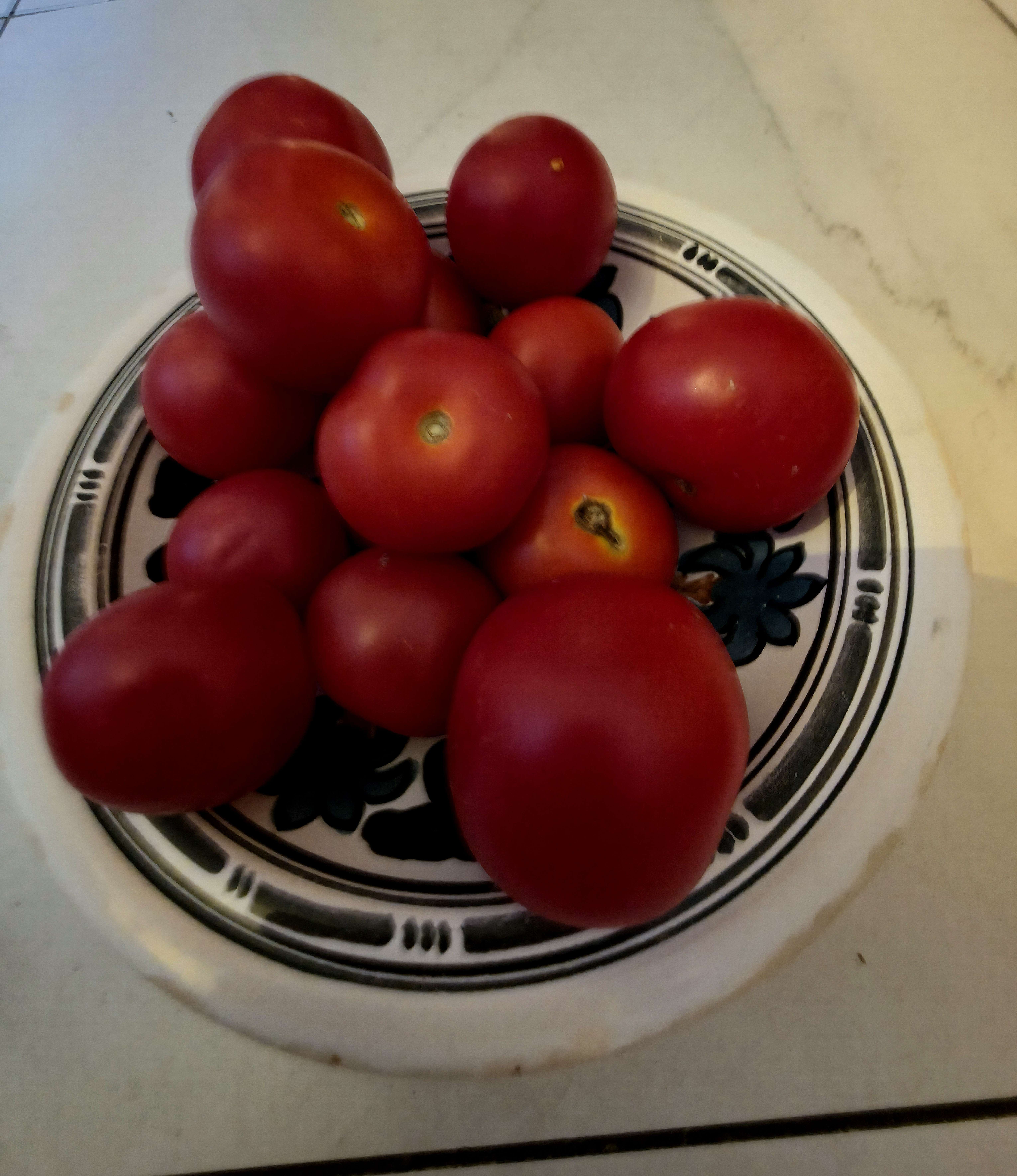 Home grown large red Tomato crop in August 2025