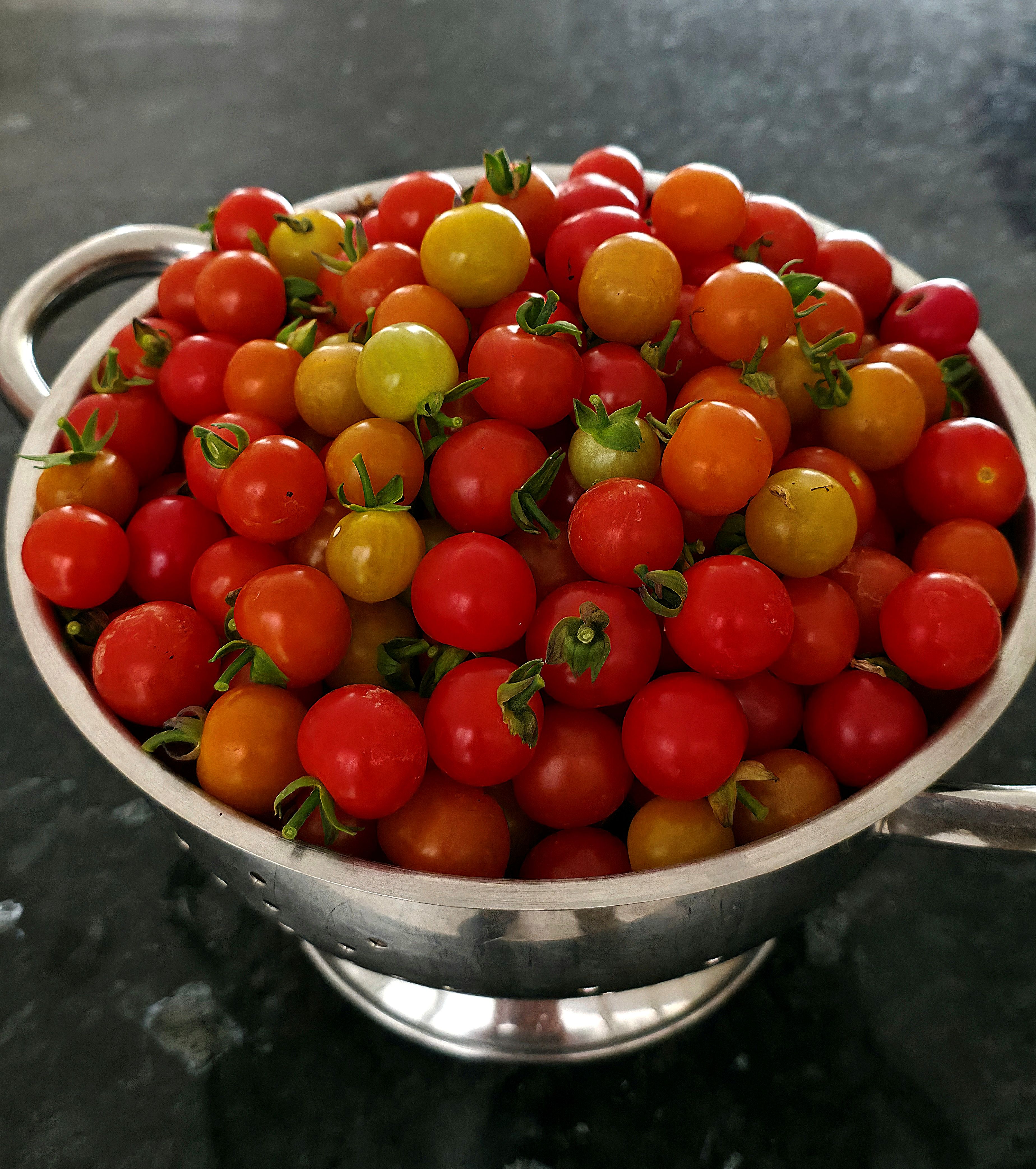 Home grown small Tomato crop in August 2025