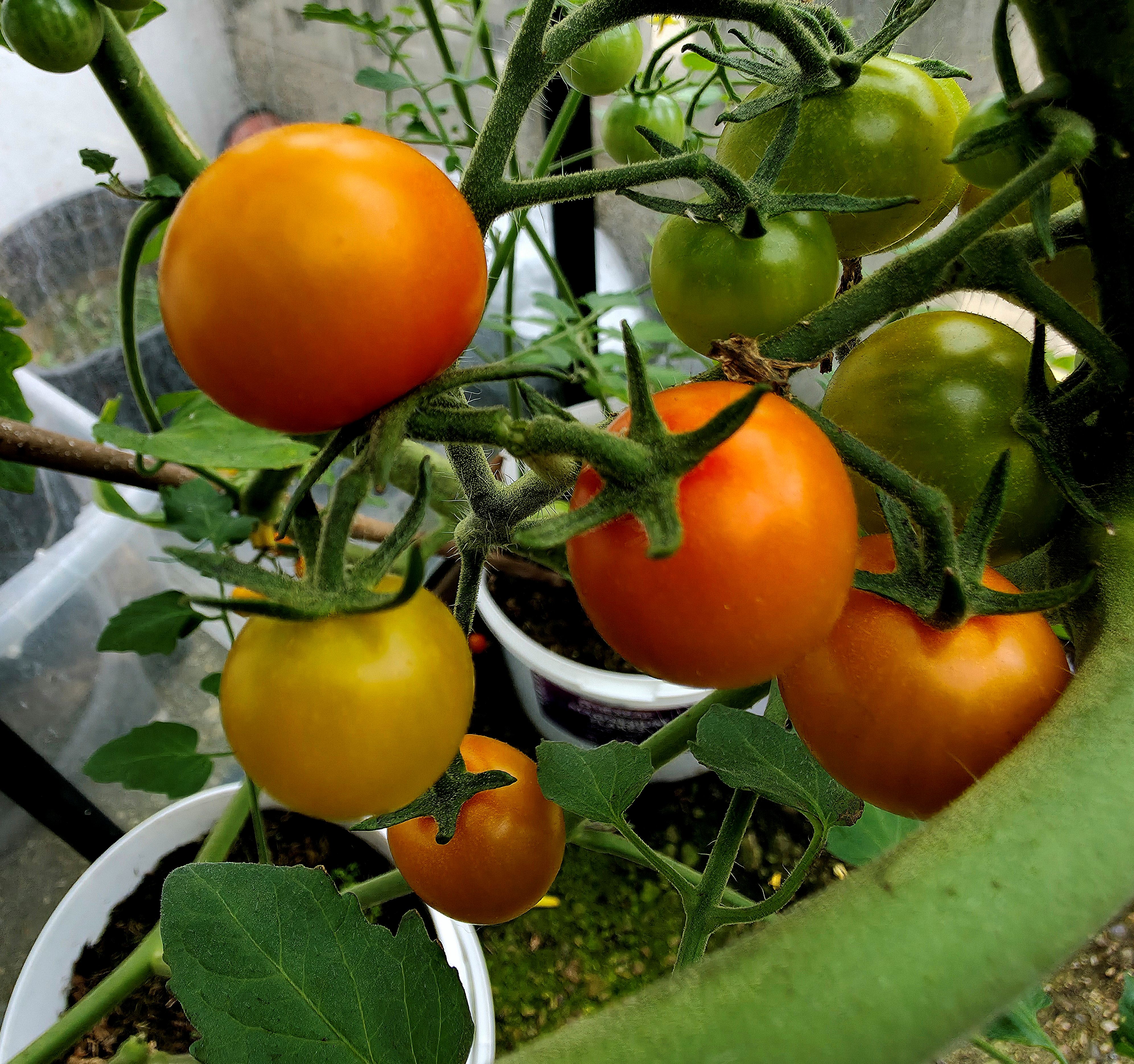 Photo of home grown Tomatoes.