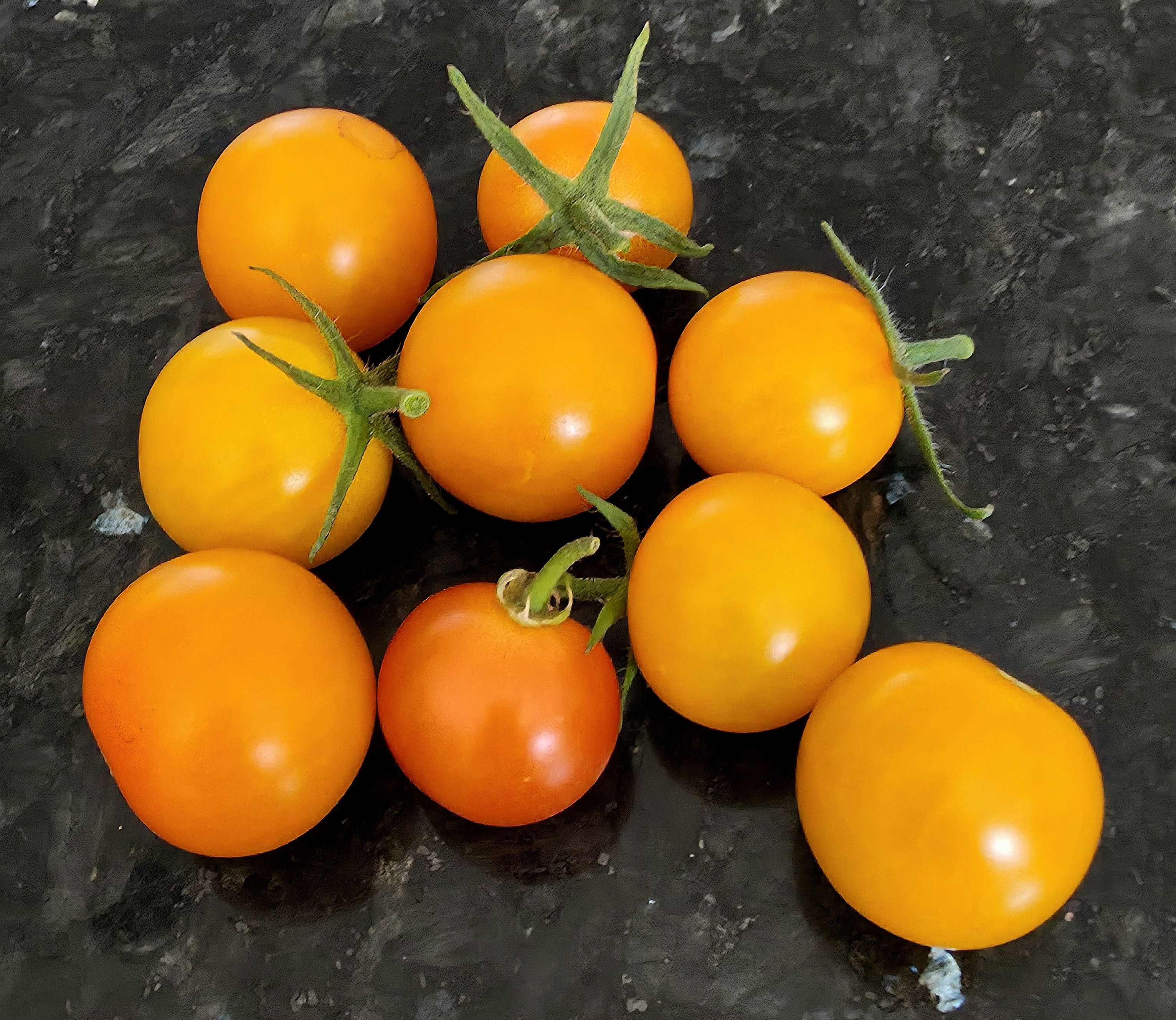 Home grown yellow, as yet unripe Tomato crop in August 2025