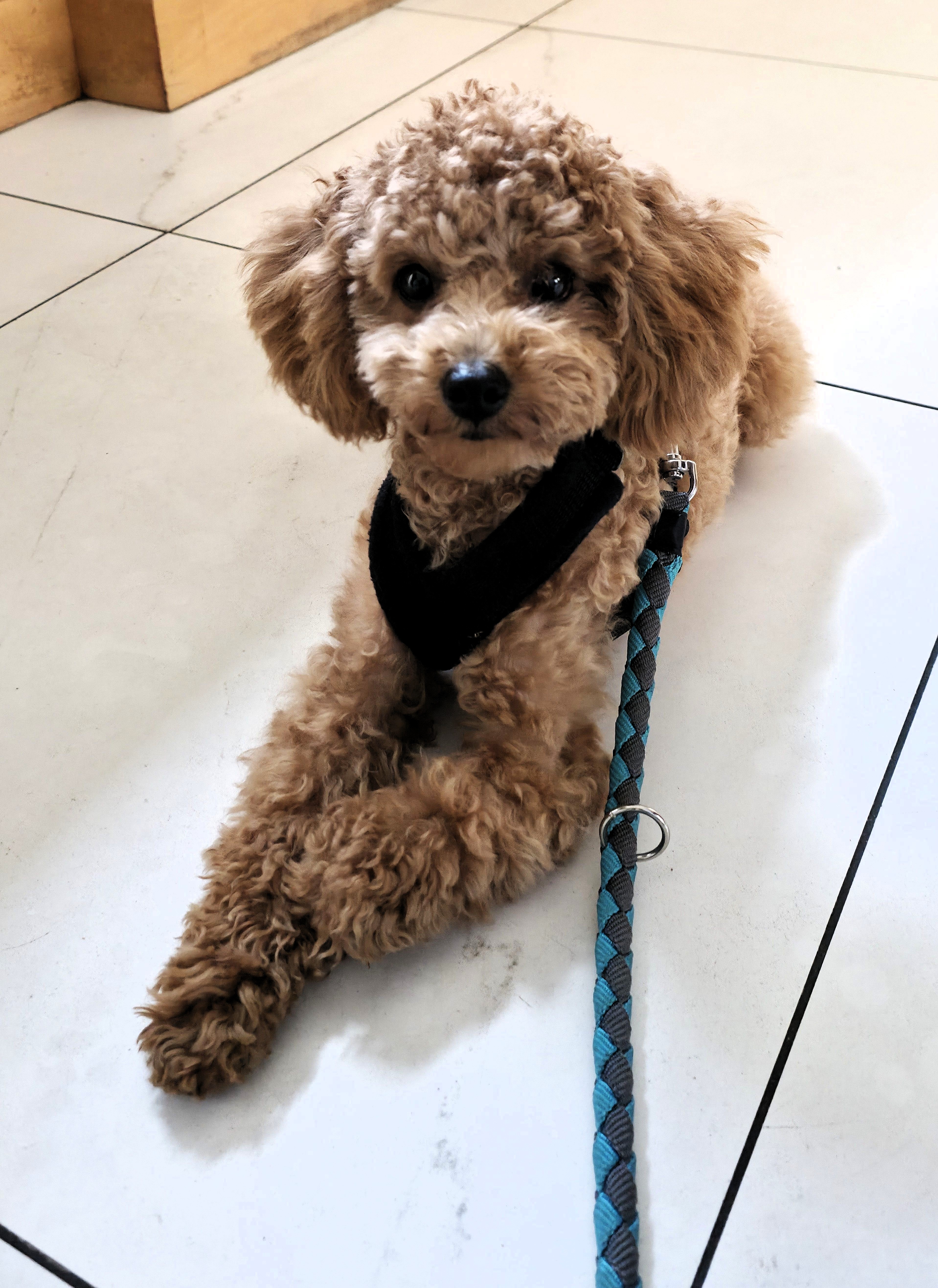 Photo of Lilly celebrating my, Baldi's, A.K.A Amonn AL-Mahrouq's Birthday in February 2026. Photo taken in by Baldi