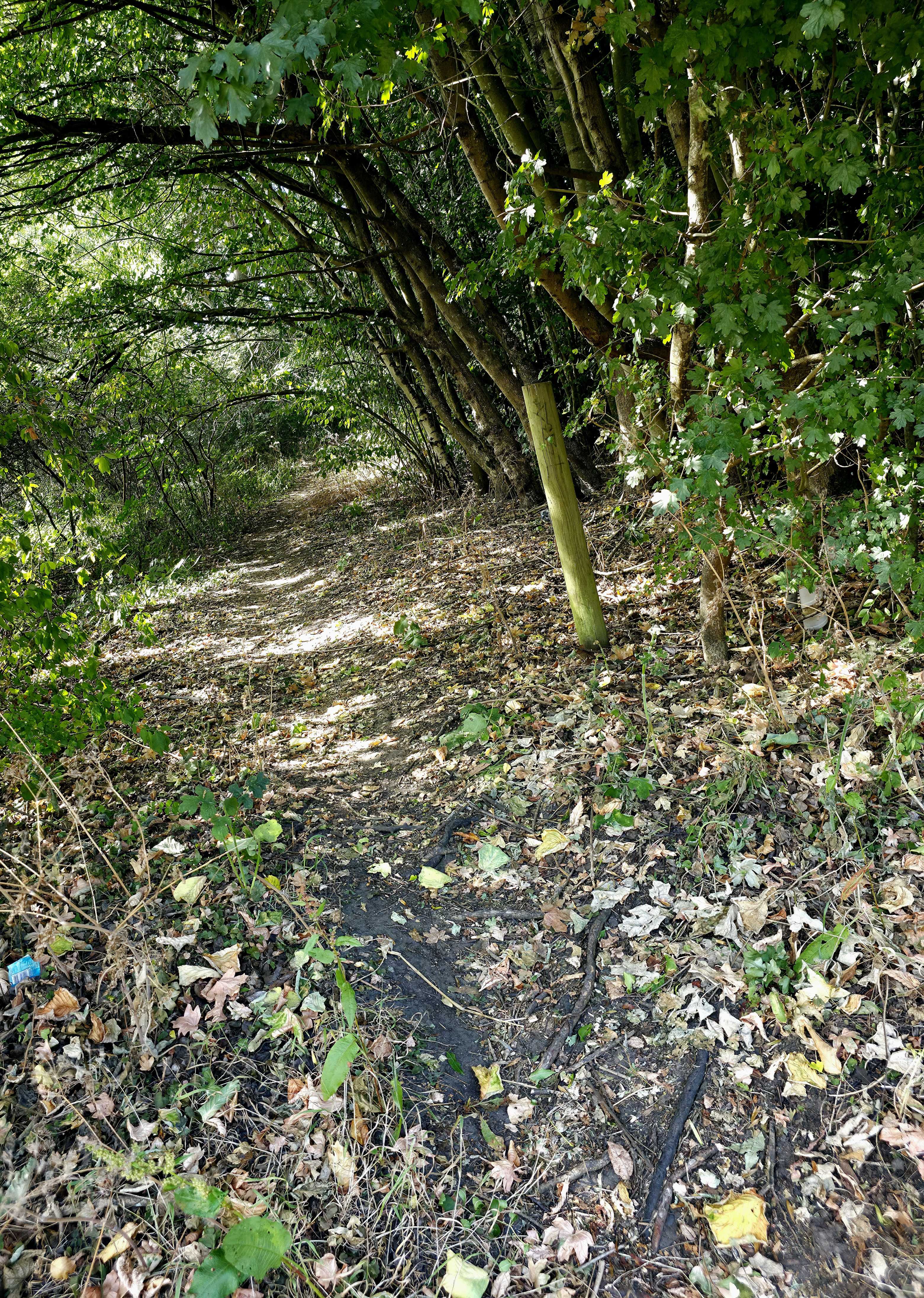 A path in a forest depicting a route from long to short form writing.