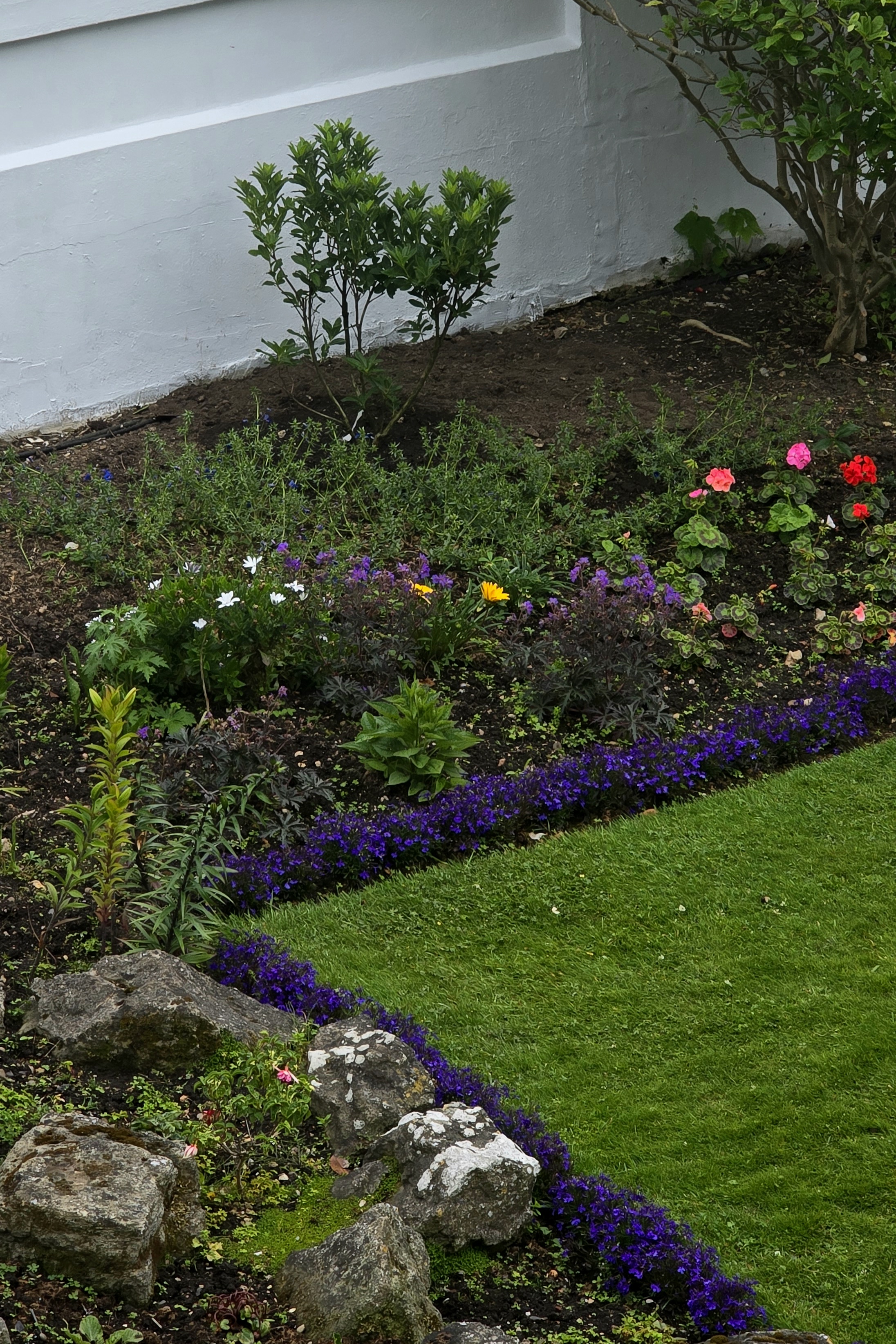 Photo of a small tree in our garden to signify new beginnings.