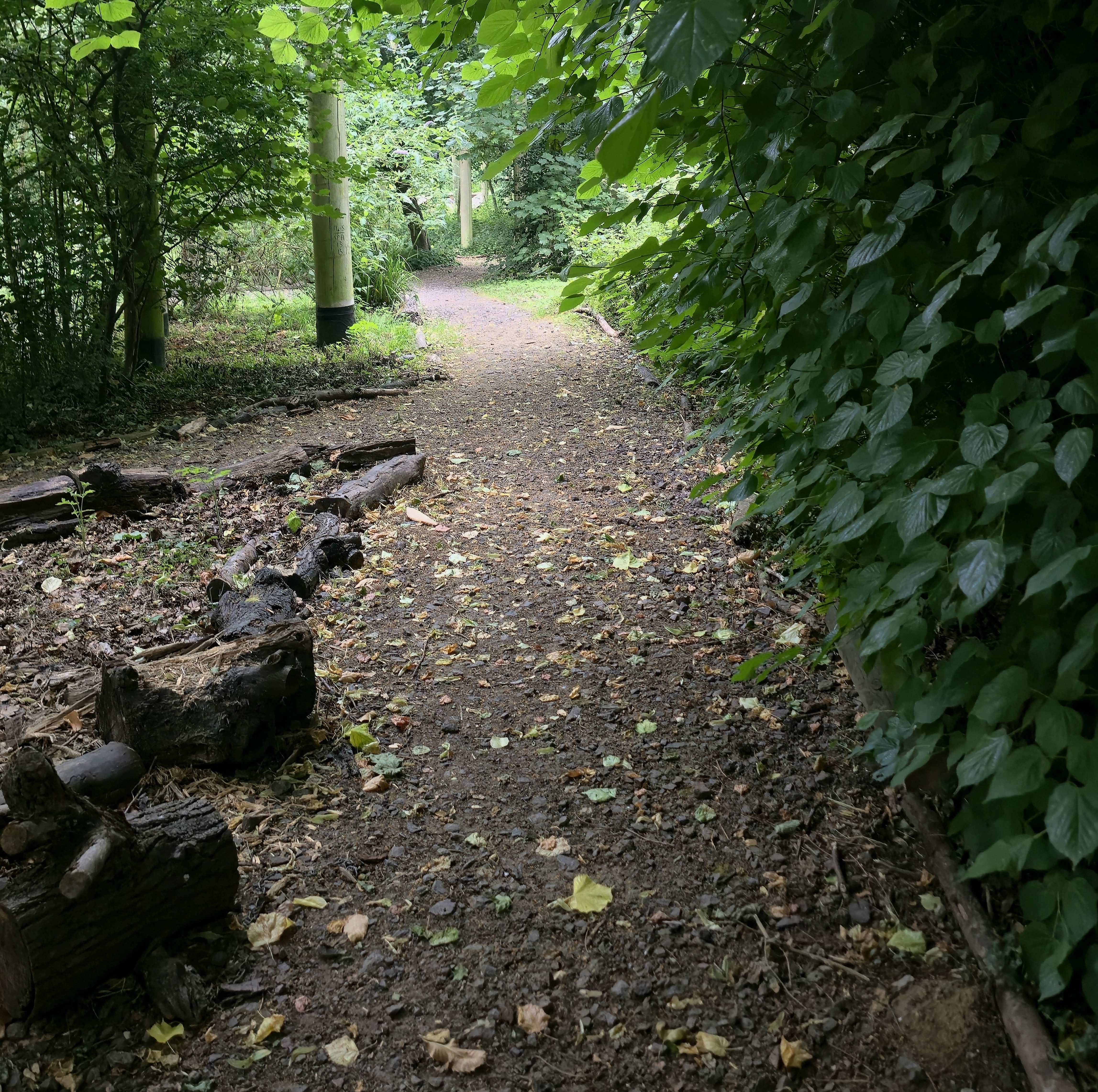 Photo of a path in a forest, depicting the end of one journey and the beginning of another.
