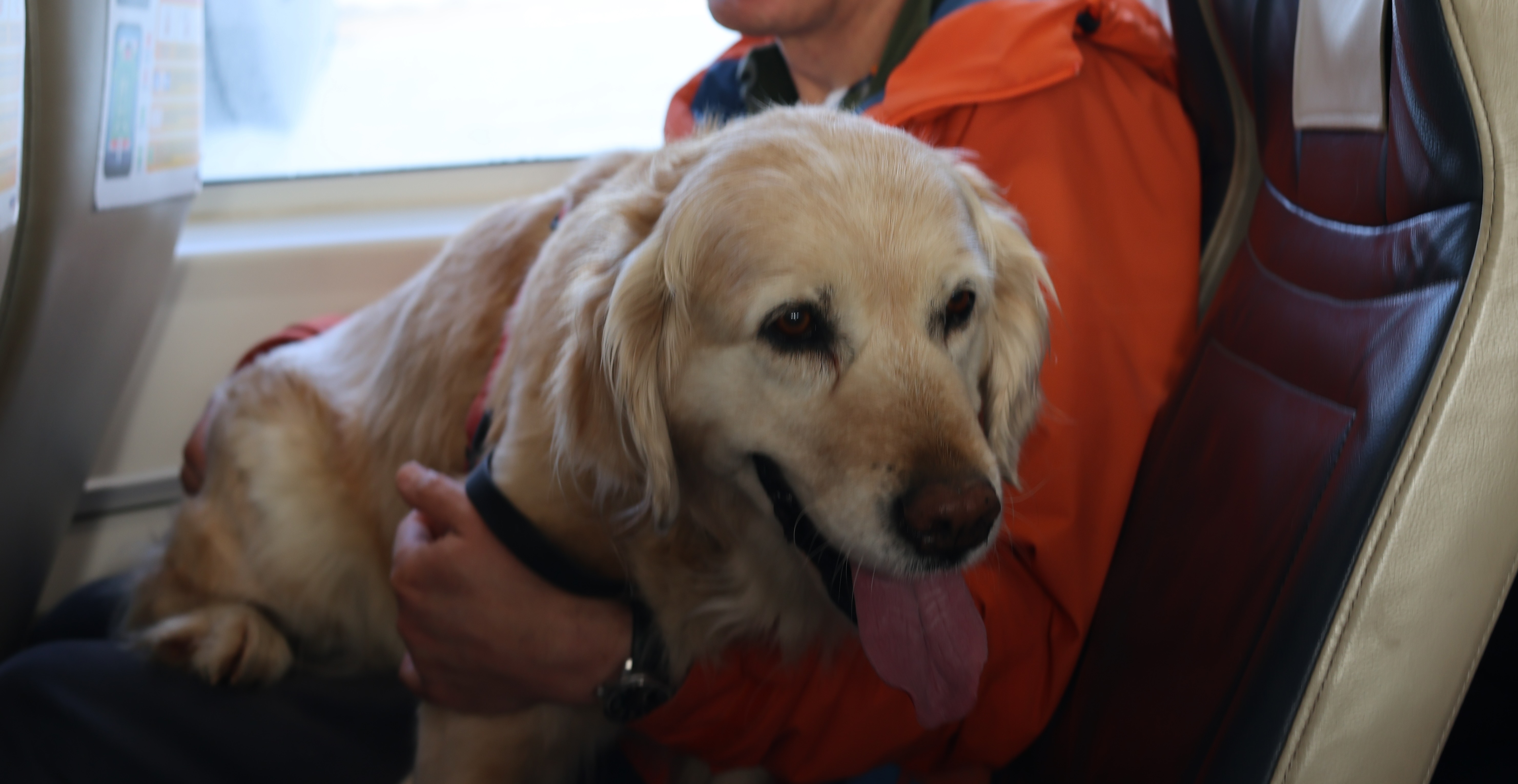 A photo Poppy settling on her Human Dad's lap for her Hovercraft flight across The Solent to The Isle of Wight, United Kingdom in April 2026. Photo taken in February 2026 by Baldi, A.K.A Amonn AL-Mahrouq.