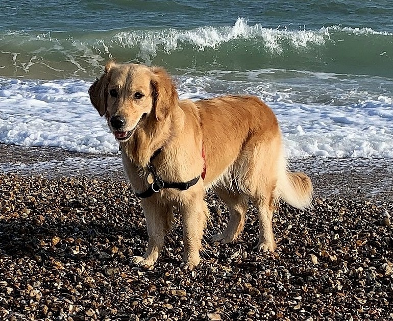 Photo of Poppy celebrating my, Baldi's, A.K.A Amonn AL-Mahrouq's Birthday in February 2026. Photo taken in by Baldi