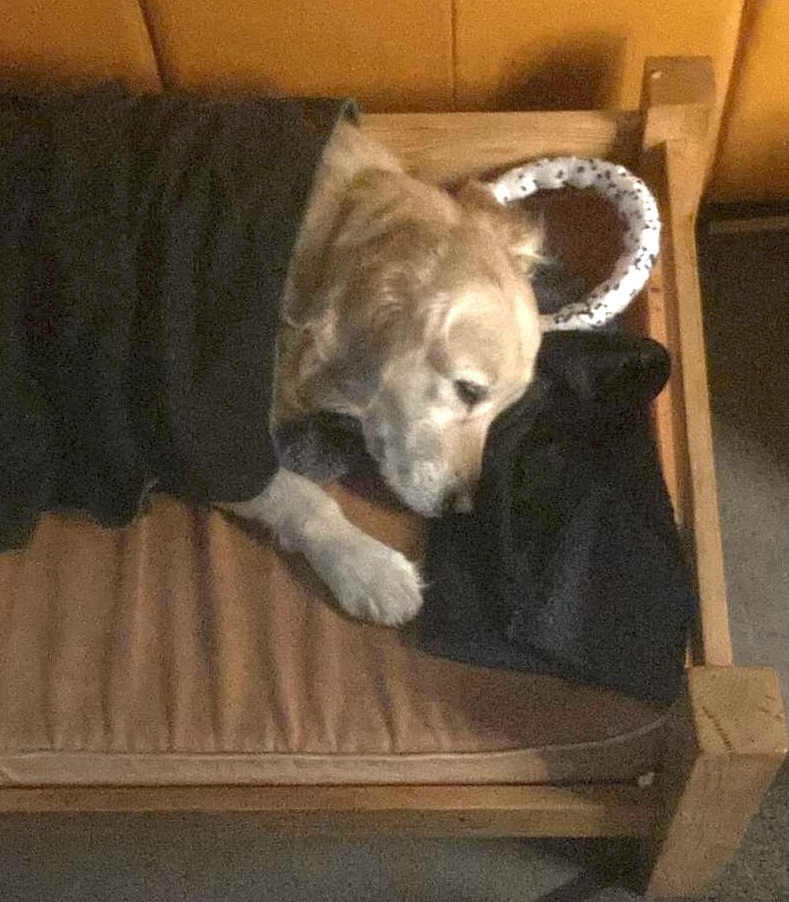 Photo of Poppy enjoying her Xmas present.