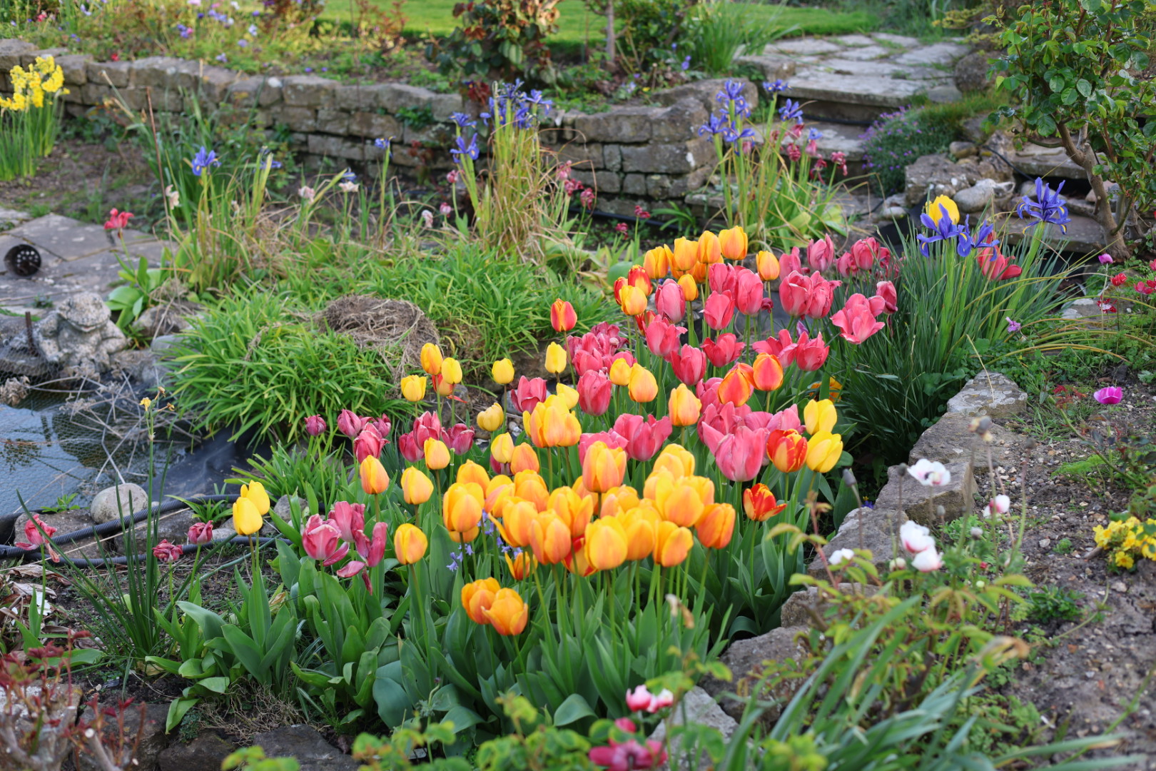 A photo of inspiring pink and yellow Daffodils, signifying Spring is arriving in 2026! Photo taken by Amonn AL-Mahrouq