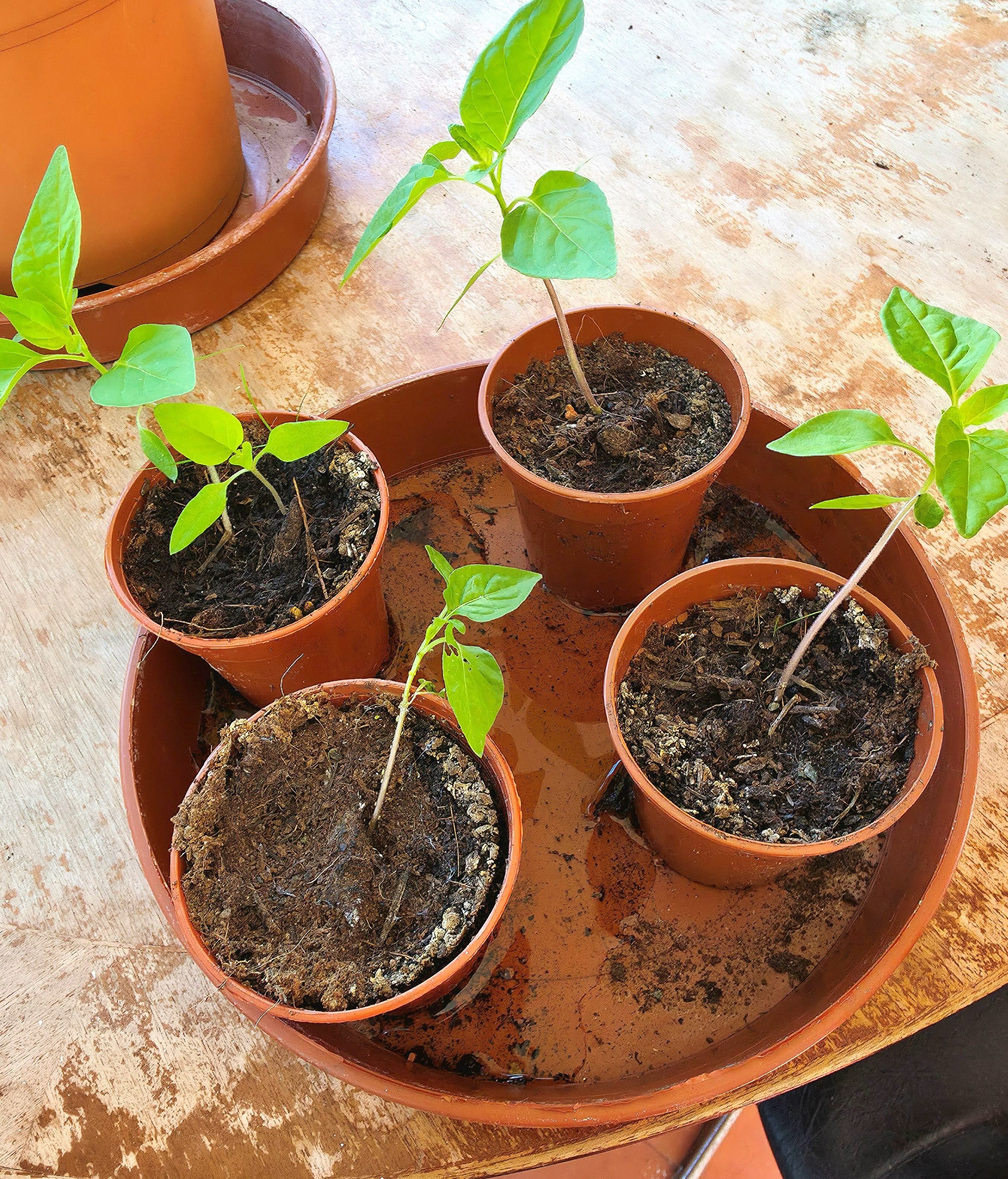Four tiny plants enjoying the growing season energy of Spring 2026. Photo by Amonn AL-Mahrouq