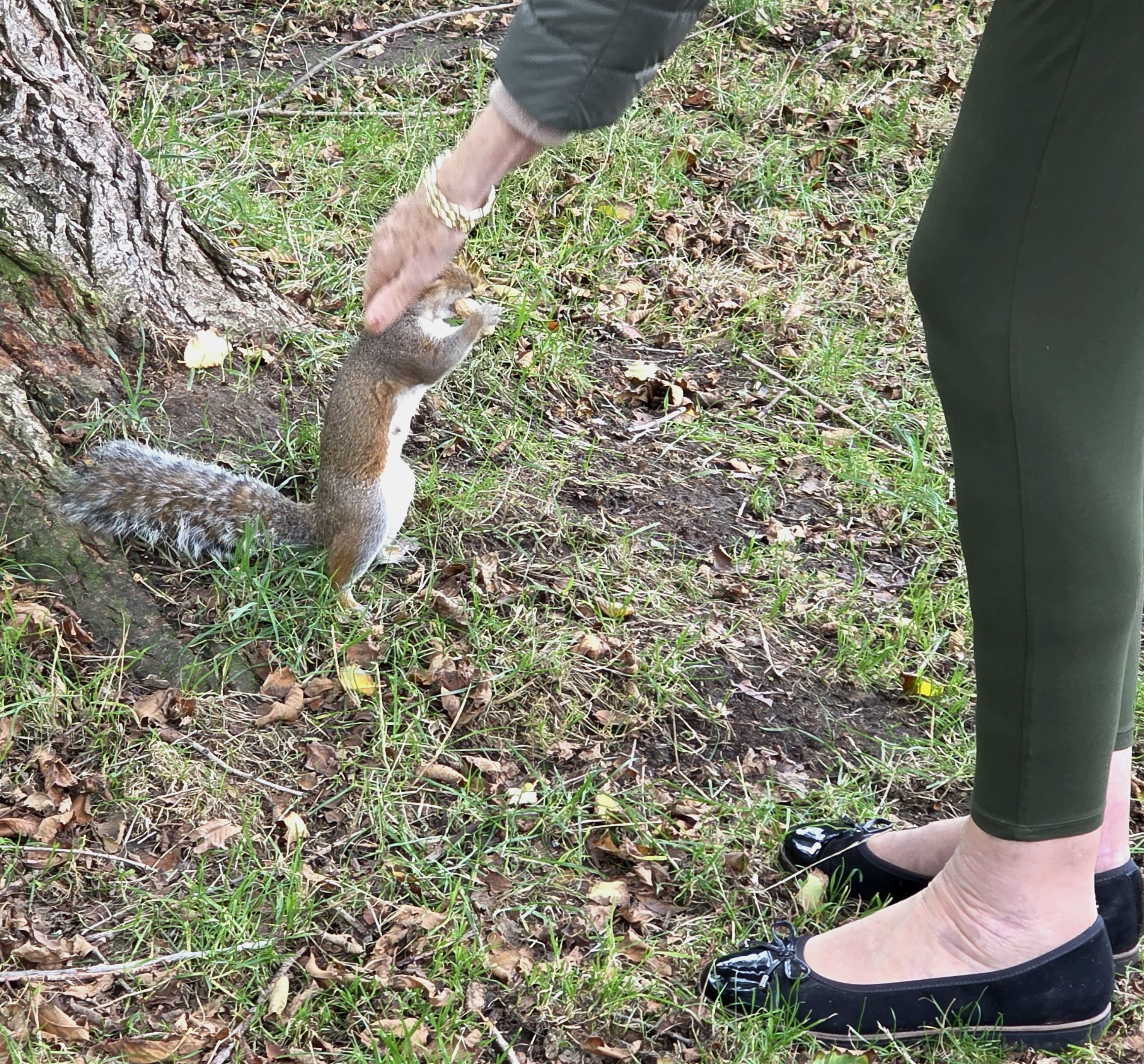 A photo of a friendly squirrel who let us introduce ourselves, taking in our Local Park in Southsea, Hampshire, United Kingdom in late October 2025.