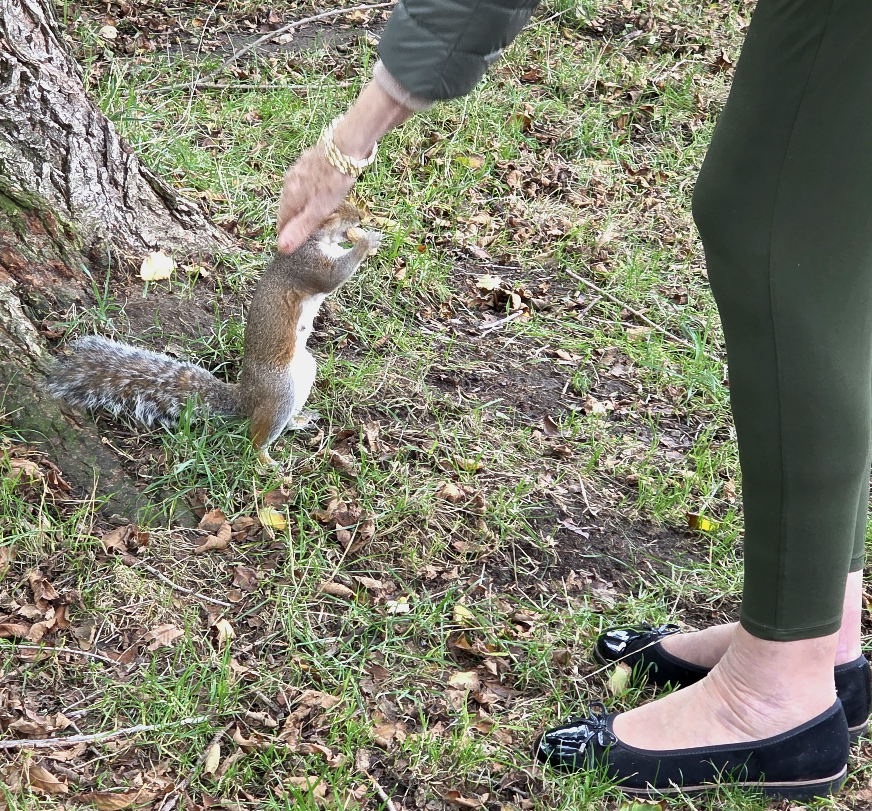A photo of a friendly squirrel who let us introduce ourselves, taking in our Local Park in Southsea, Hampshire, United Kingdom in late October 2025.