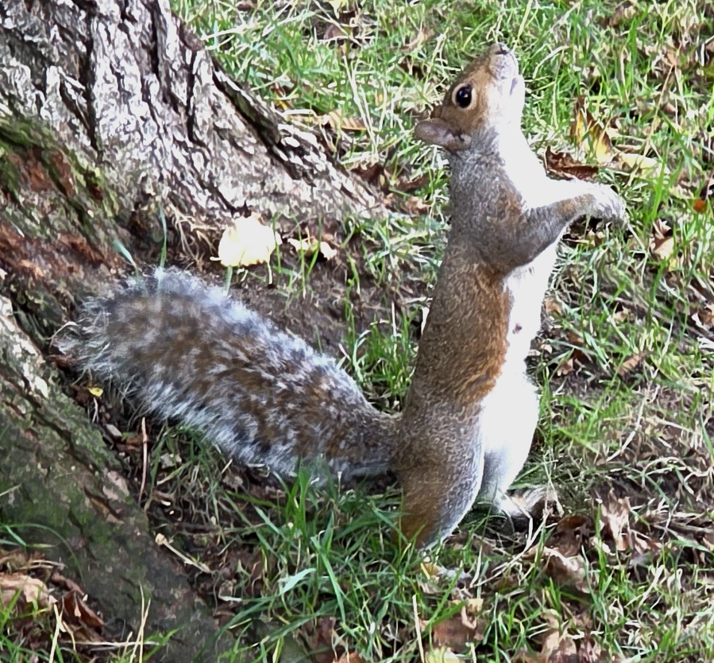 A photo of a friendly squirrel who we met in our local park in Southsea, Kingdom in late October 2025.