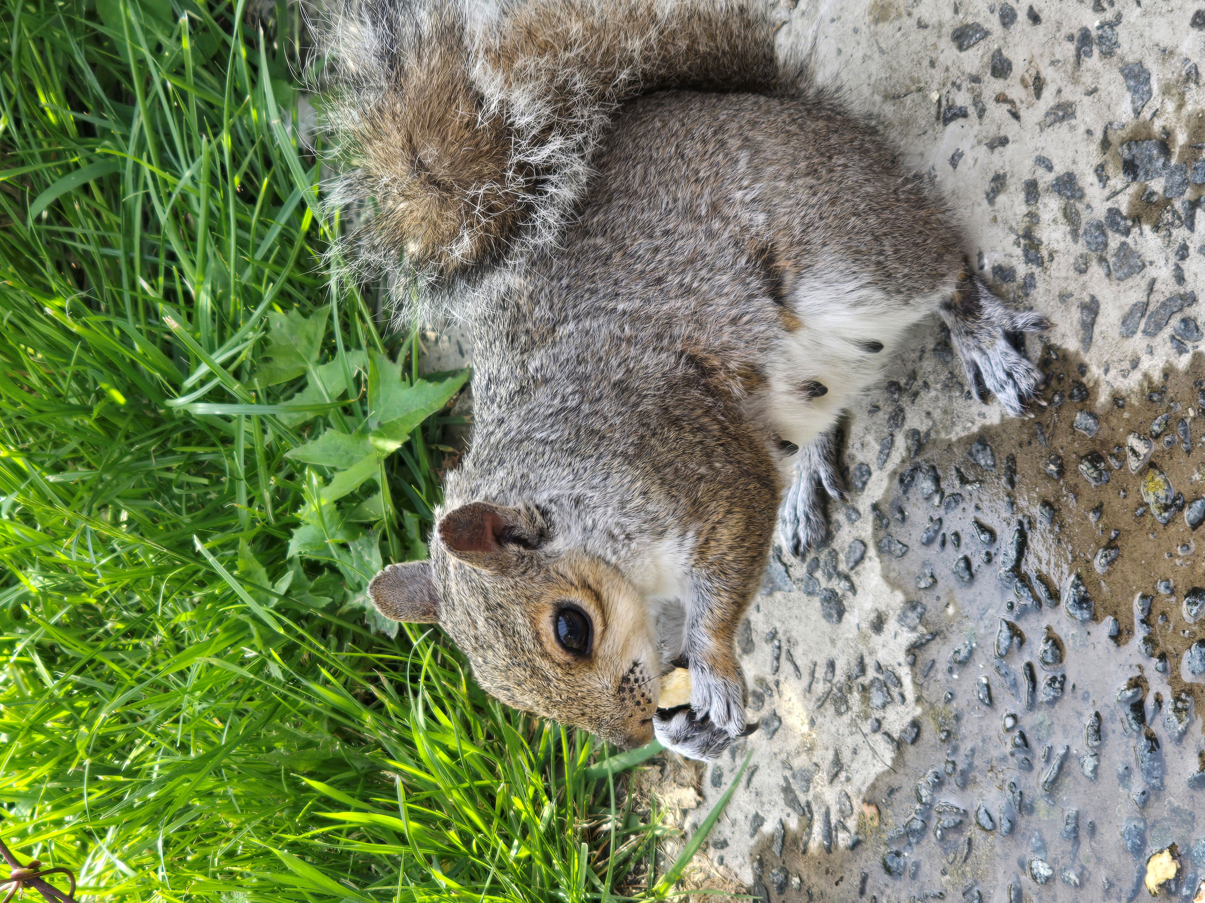 Photo of a Squirrel taking a Nut for their store. Photo taken in January 2026 by Baldi, A,K,A Amonn AL-Mahrouq