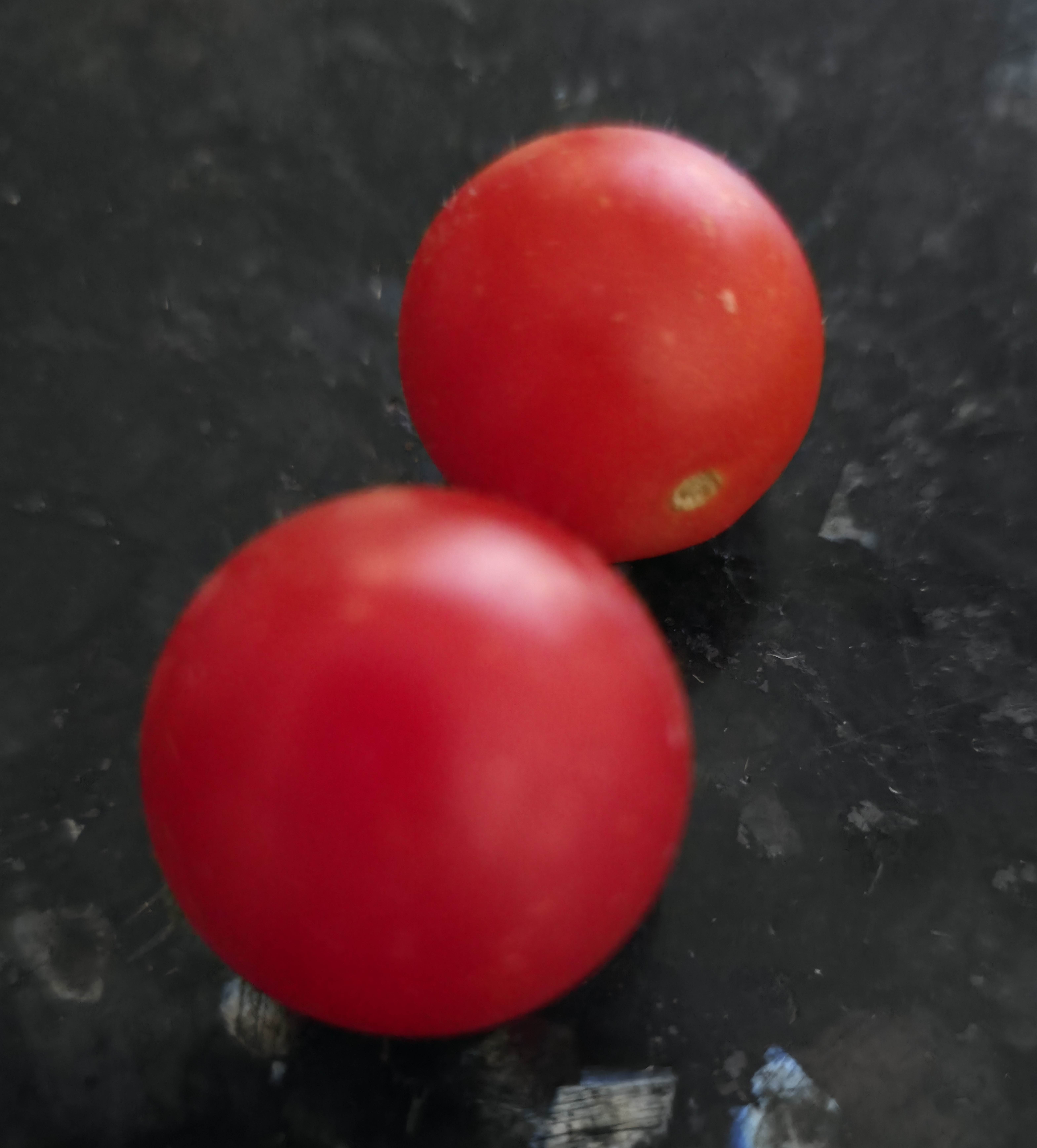 A photo of two of our last remaining Tomatoes. Photo taken during September 2025
