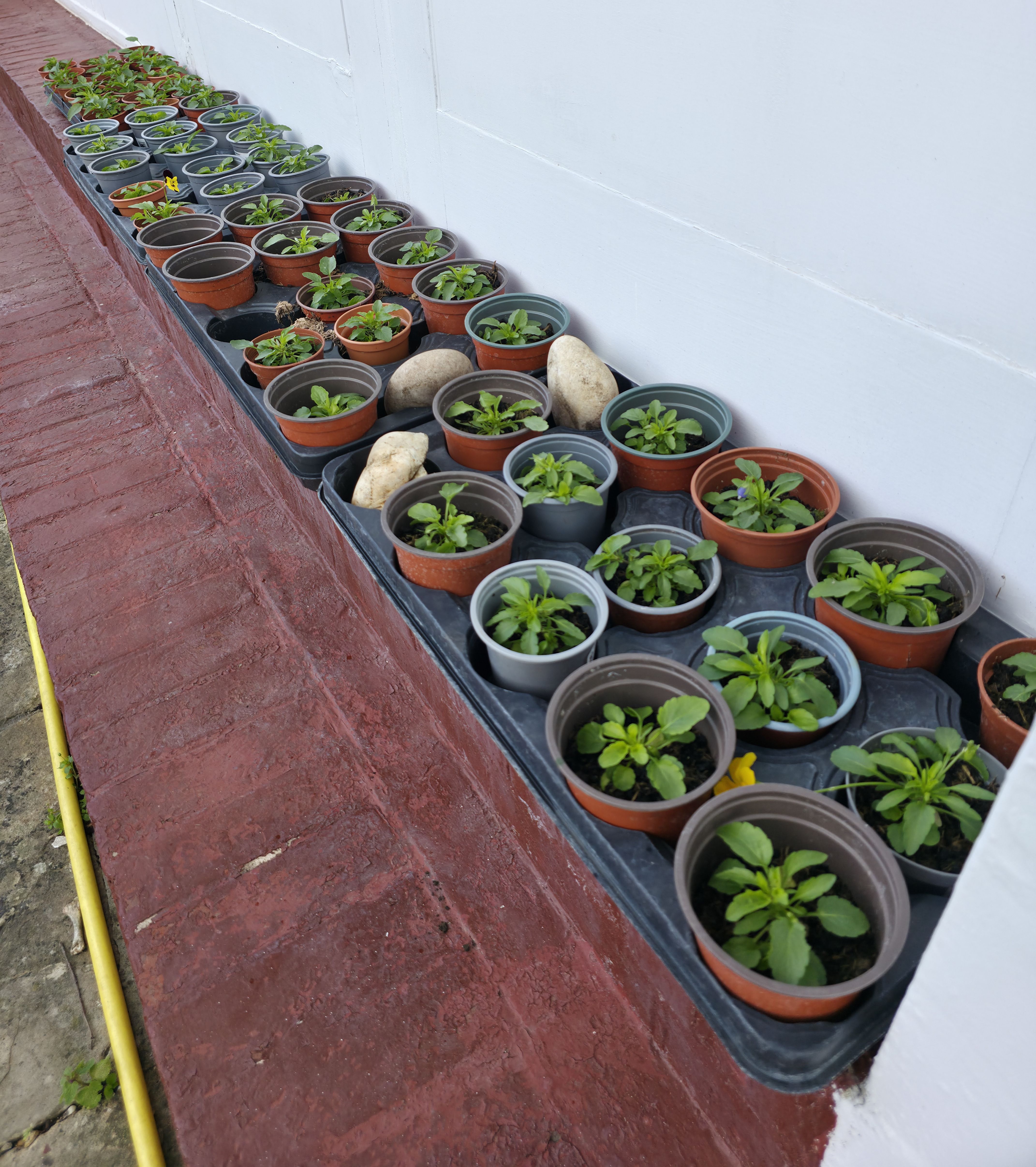 A selection of growing plants asking what are you goals for your forthcoming week? Photo taken during September 2025